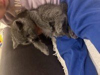 2 aylık A kalite erkek british shorthair