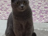 2 Yaşında Safkan Scottish Fold
