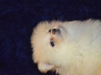 Pomeranian boo erkeğimiz