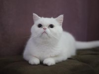 Hamile british shorthair kızımız uygun