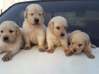 Irk garantili golden retriever yavrularımız hazır