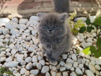Sahiplendirme erkek ve dişi british shorthair
