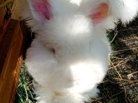 ENGLISH ANGORA TAVŞANI