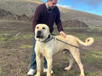 Orijinal saf kangal