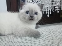 1.5 Aylık Dişi British Shorthair Yavrumuz