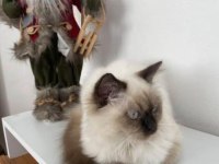 Birman Cinsi 8 9 Aylık Kedimiz