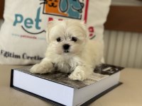 Petmode köpek çiftliğinden tea cup kore maltese