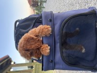 Yeni trend cavapoo