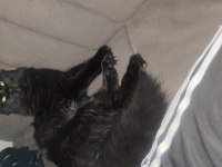 British longhair