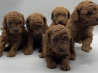 Birbirinden güzel red brown toy poodle yavruları