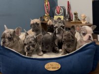 Safkan Egzotik French Bulldog Yavrularımız 45 Günlük