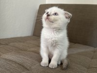 Blue point british shorthair kızımız