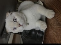 6 aylık british shorthair kedimiz pamuk