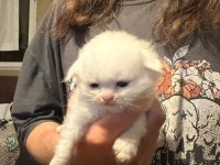 13 Nisan doğumlu beyaz scottish fold bebekler