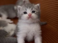 British longhair kedisi yavruları