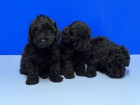 SİYAH POODLE YAVRU