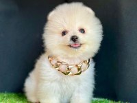 Sevimli Pomeranian Boo Yavrularımız