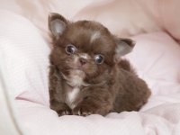 Türkiyenin En Minik Teacup Chihuahua Bebekleri