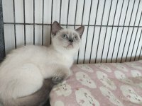 Safkan ayı surat kedimiz