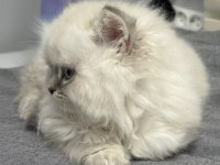 British Longhair Erkek 2 Aylık
