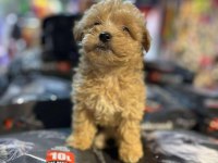 EFSANE GÜZELLİKTE HİPOALERJENİK TEACUP MALTİPOO