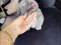 Mavi göz gri bebek şitsu
