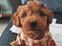 Maltipoo köpüşüm yeni ailesini arıyor