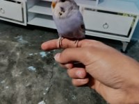 Yavru muhabbet kuşu ele alıştırmalık