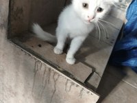 Çok Akıllı Uysal Beyaz Kedimiz