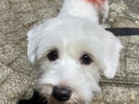 Maltese terrier kızımı sahiplendiriyorum
