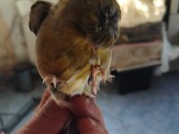 Takım ve tek erkek gloster kanarya