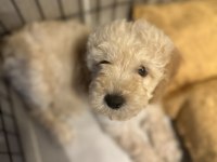 Yavru toy poodle bakımlı ve temiz