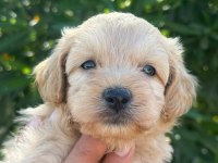 SEVGIYLE BUYUYEN MALTİPOO YAVRULARIMIZ