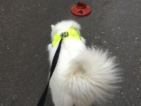 Samoyed 7 aylık dişi karnesi aşıları tam samoyed