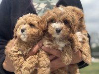 Show kalite kore maltipoo yavrularımız