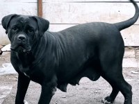 Dev Dışı CANE CORSO
