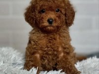 Toy Poodle Köpekleri