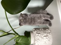 Safkan erkek scottish fold yavrularım sahiplendirilme hazır