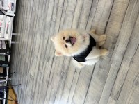 Orijinal pomeranian dişi yavru