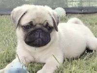 Pug Safkan Köpeğimiz