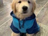 Son Derece Sağlıklı Ve Kaliteli Golden Bebekler