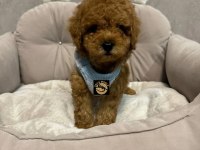 Pets World ayrıcalığı ile toy poodle yavrularımız