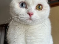 Nadir ırk british shorthair odd eyes dişi