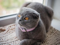 Scottish fold duman kızıma iyi güvenilir ev