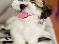 Shih tzu yavrular