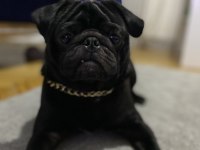 Ücretsiz Sahiplendirme Siyah Pug