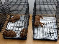 1 haftaya teslim Ev üretimi toy poodle bebekler