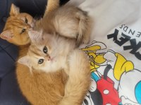 British golden longhair