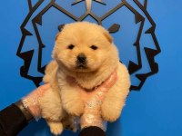 KÜT BURUN IRK GARANTİLİ CHOW CHOW YAVRULARIMIZ