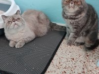 EXOTİC SHORTHAİR KARDEŞLER